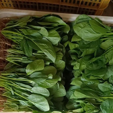 精品菠菜