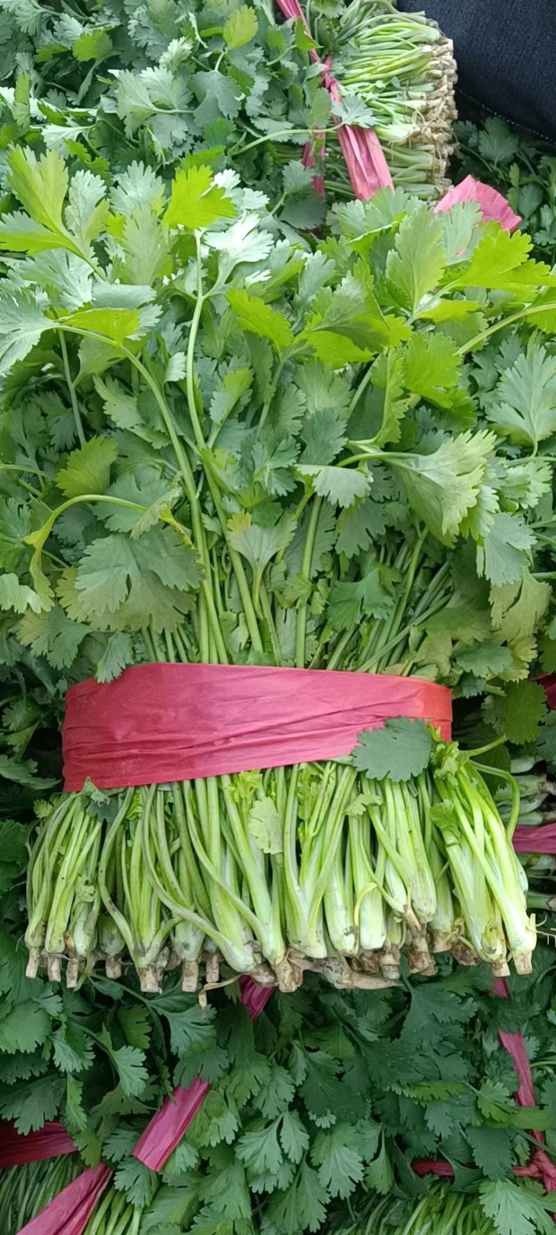 香菜