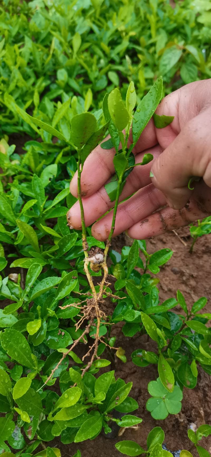 批发小叶软枝香橙苗，香橙芽苗，香橙砧木树