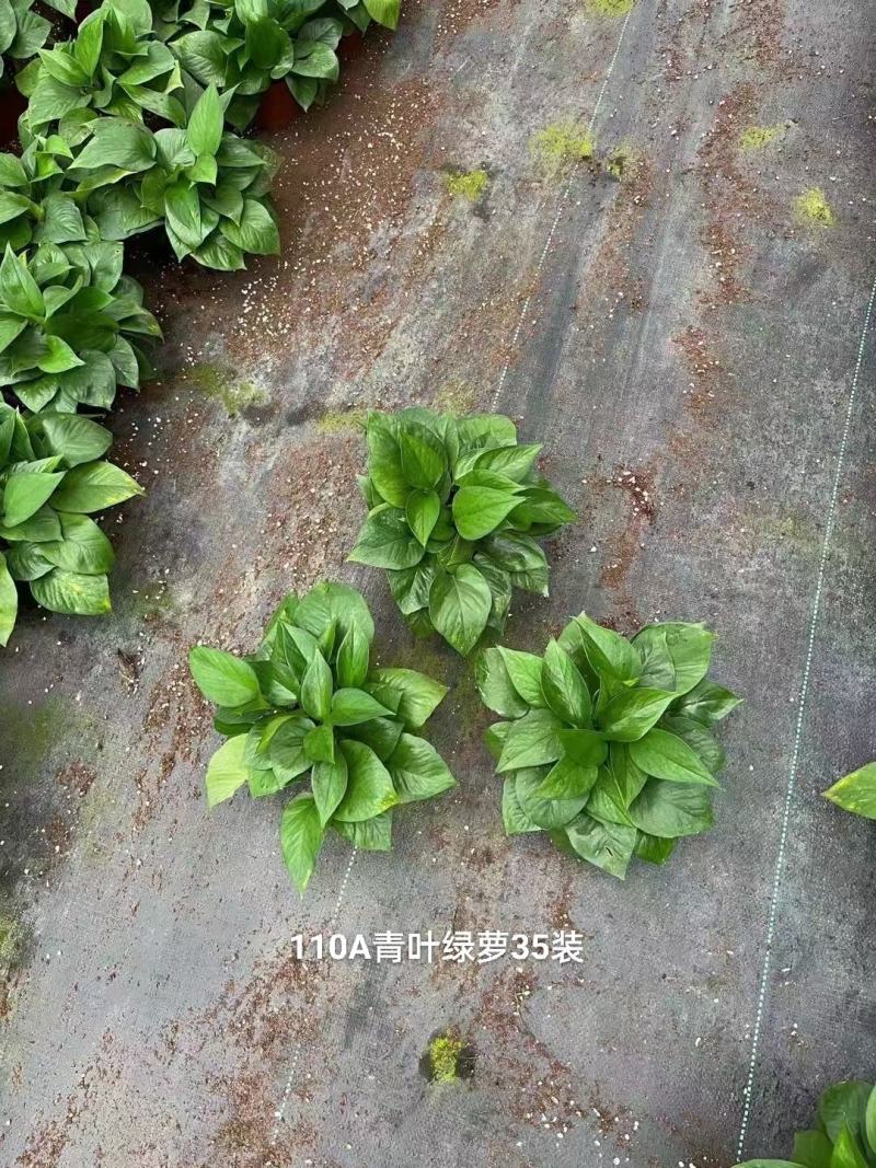 110青叶绿萝一箱35盆叶片葱绿3元一盆基地直发实物实拍