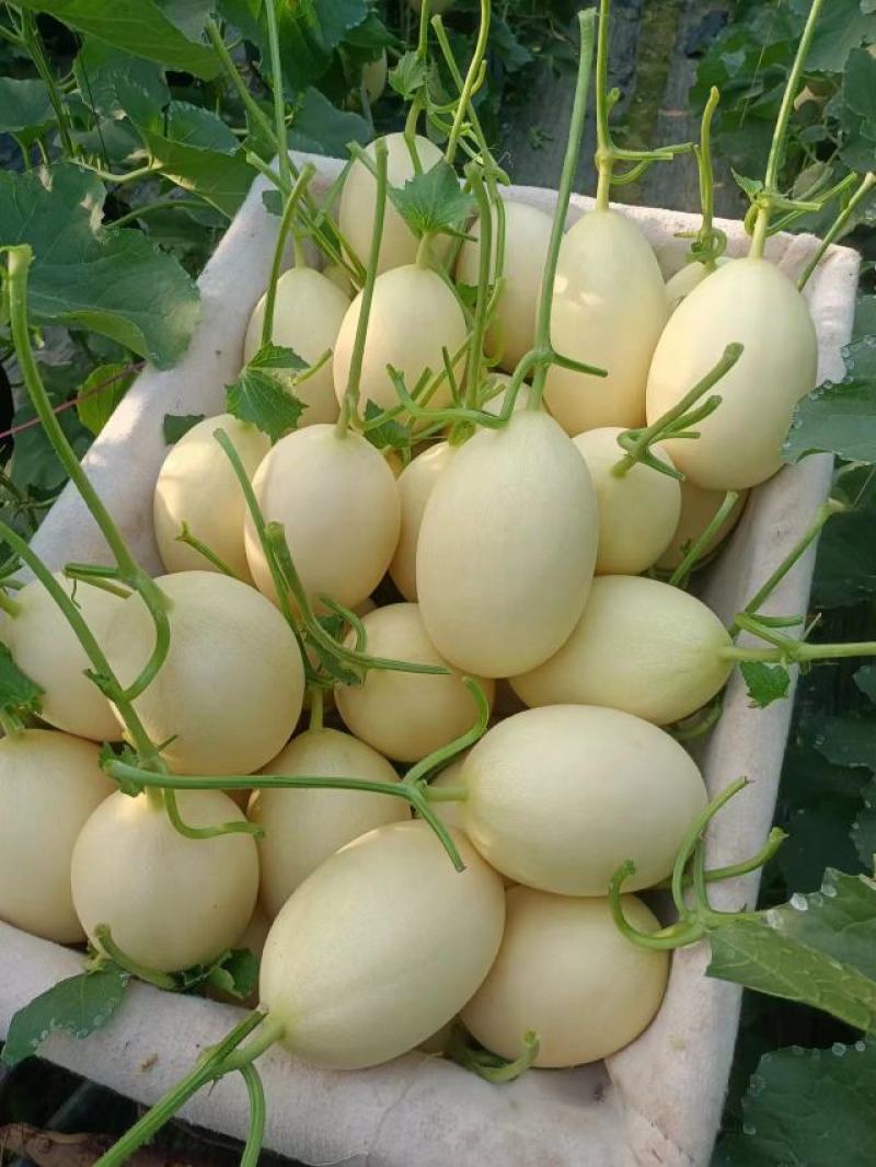 山东甜瓜红金蜜甜瓜大量上市中，皮薄肉甜，价格便宜