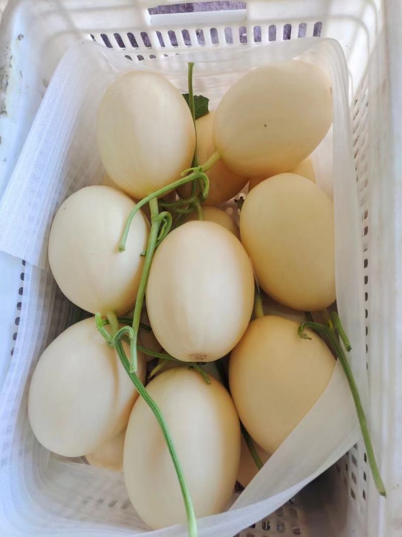 山东甜瓜红金蜜甜瓜大量上市中，皮薄肉甜，价格便宜