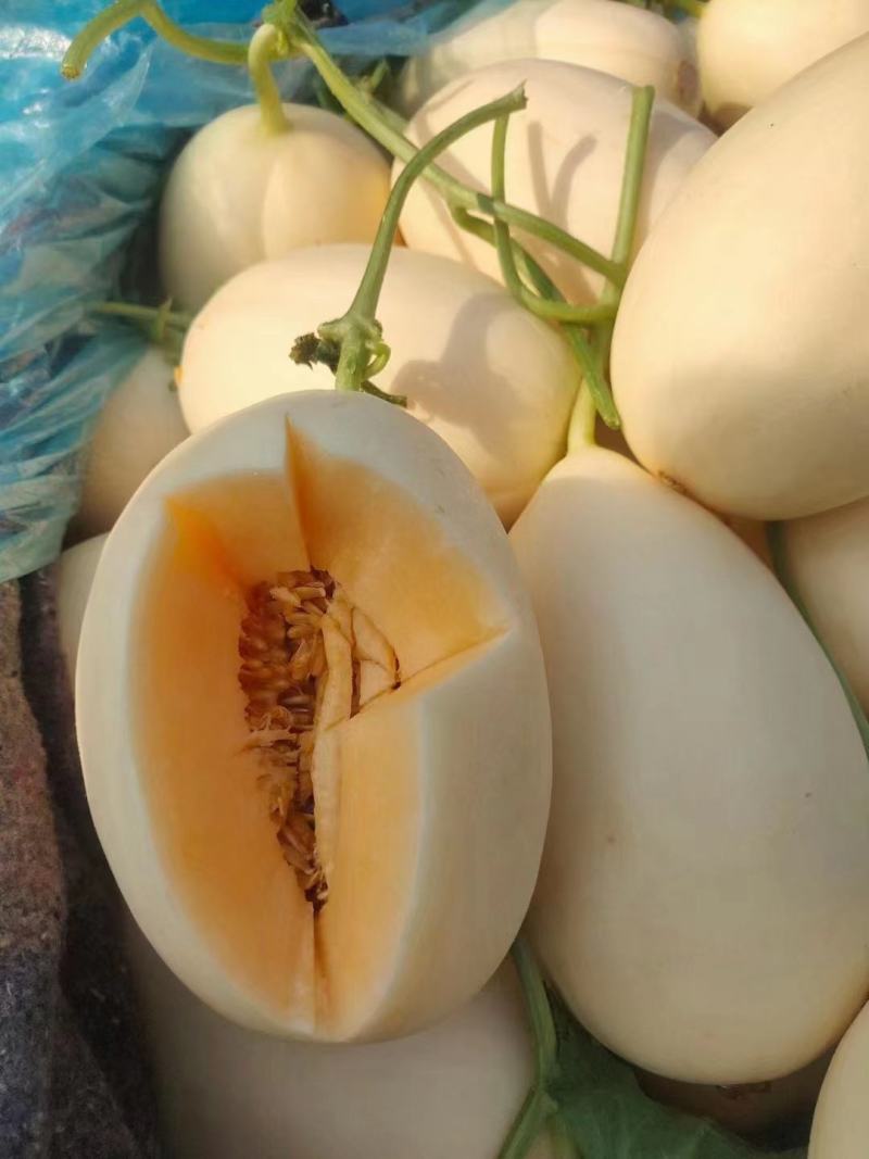 山东甜瓜红金蜜甜瓜大量上市中，皮薄肉甜，价格便宜