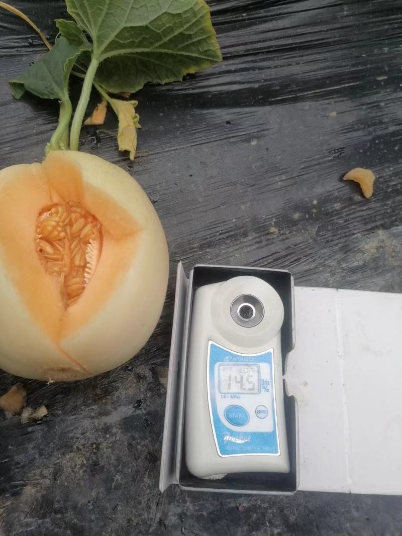 山东甜瓜红金蜜甜瓜大量上市中，皮薄肉甜，价格便宜