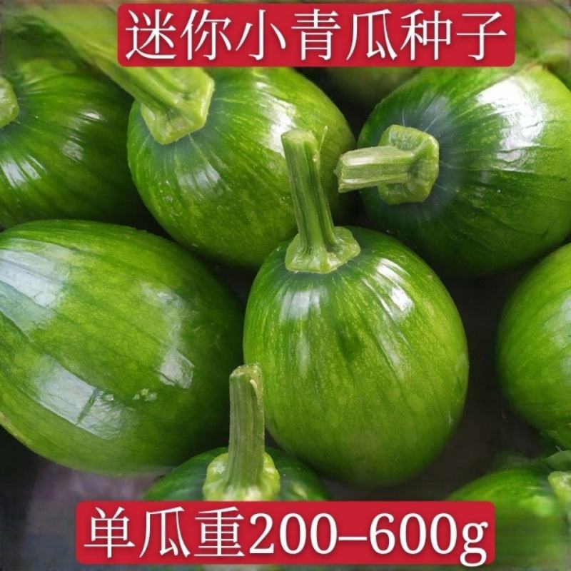 早熟小青瓜种子爬藤嫩南瓜种籽高产春夏秋四季农家大田蔬菜种