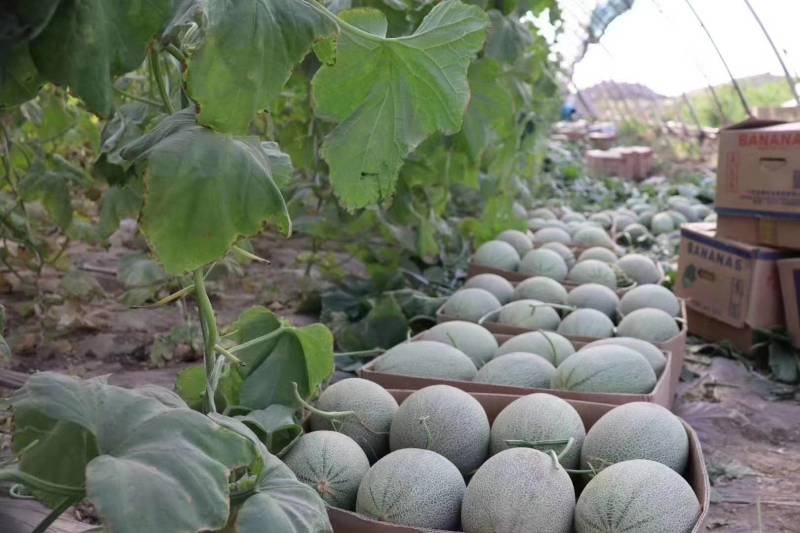 哈蜜瓜，新疆土鲁番地区特产，高温，日照时间长的产物