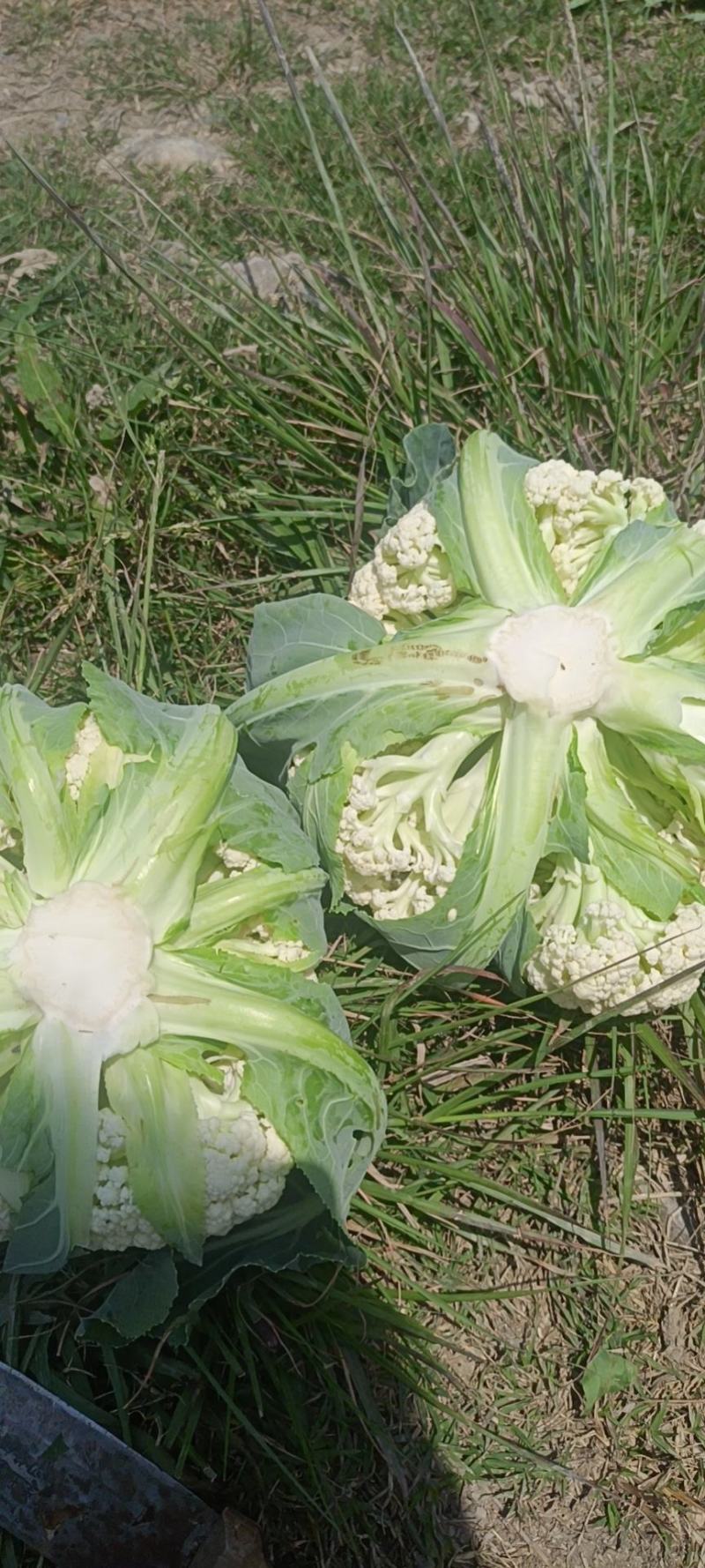 莆田精品花菜精品松花菜白面青梗松花菜产地直发