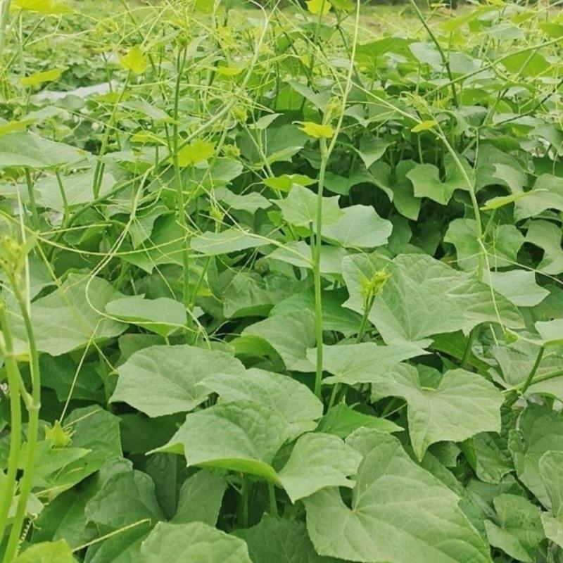 丝瓜尖种子龙须菜苗丝瓜藤洋丝瓜尖叶种孑夏秋四季播农家蔬菜