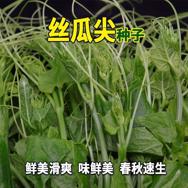 丝瓜尖种子龙须菜苗丝瓜藤洋丝瓜尖叶种孑夏秋四季播农家蔬菜
