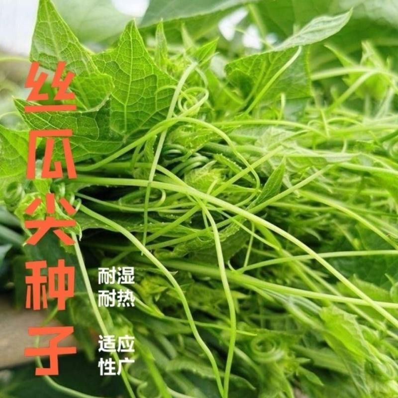 丝瓜尖种子龙须菜苗丝瓜藤洋丝瓜尖叶种孑夏秋四季播农家蔬菜