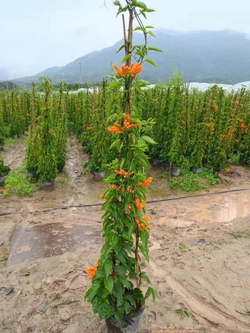 炮仗花精品炮仗花现挖现发基地直发量大从优