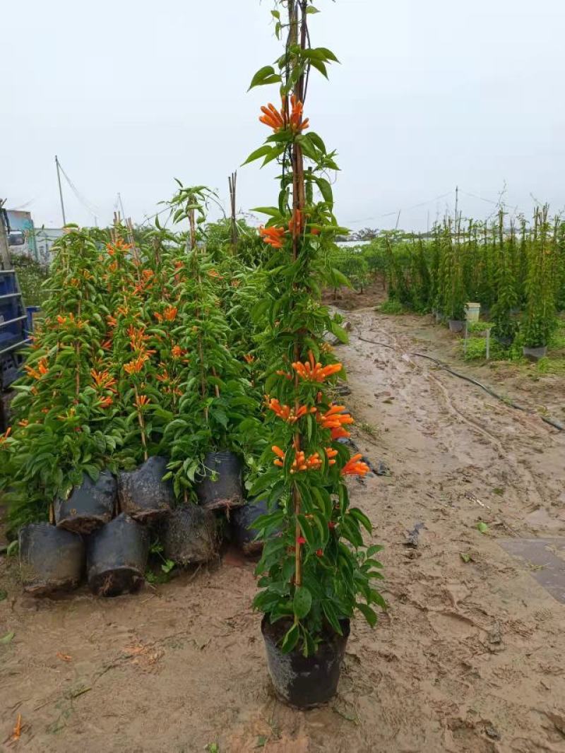 炮仗花精品炮仗花现挖现发基地直发量大从优