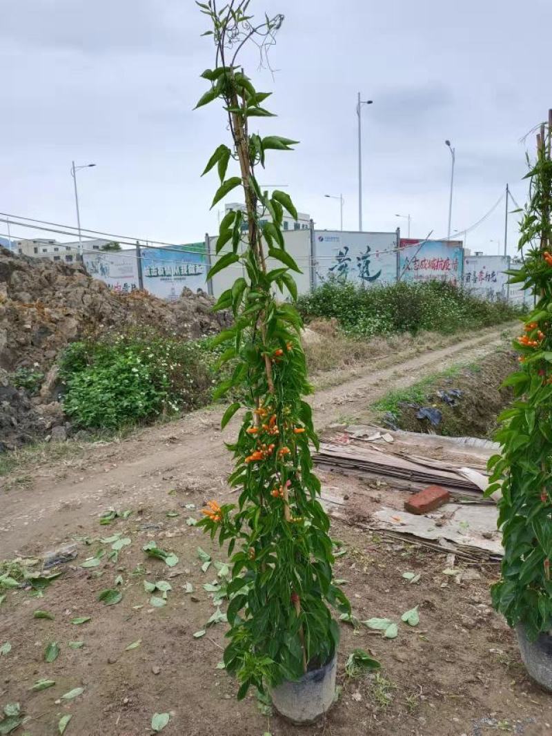 炮仗花精品炮仗花现挖现发基地直发量大从优