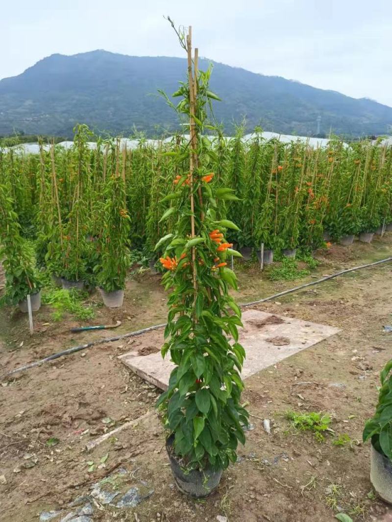 炮仗花精品炮仗花现挖现发基地直发量大从优