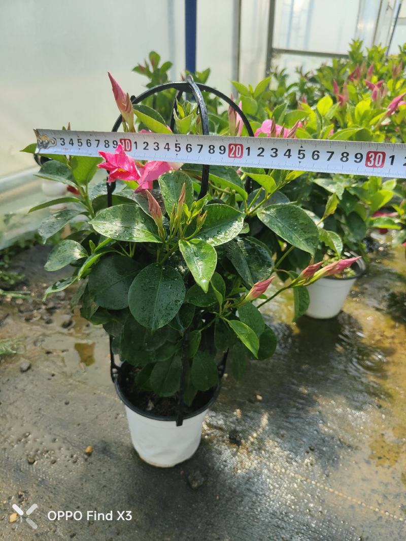 富贵红120盆苗。160盆苗。欢迎选购咨询实地考察