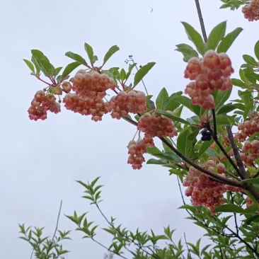日本吊钟花