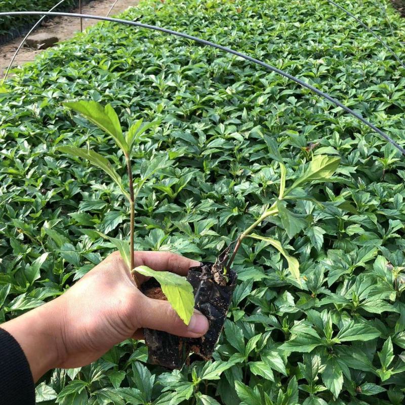 蟛蜞菊福建漳州苗圃批发基地产地直发货量大