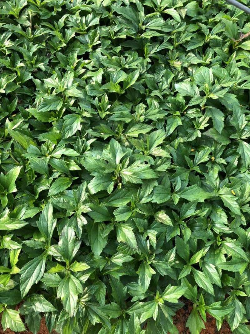蟛蜞菊福建漳州苗圃批发基地产地直发货量大