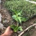 蟛蜞菊福建漳州苗圃批发基地产地直发货量大