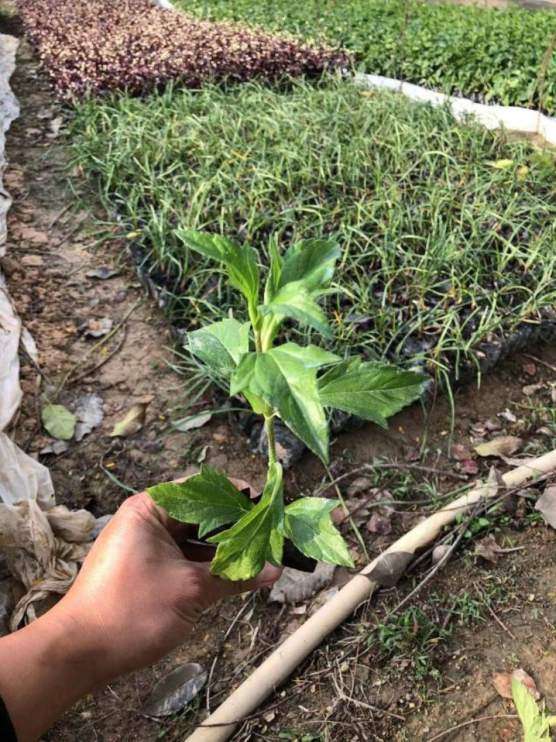 蟛蜞菊福建漳州苗圃批发基地产地直发货量大