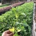 蟛蜞菊福建漳州苗圃批发基地产地直发货量大