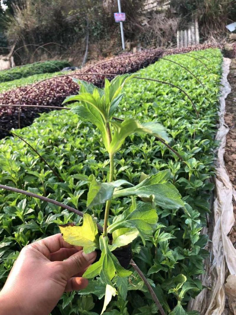 蟛蜞菊福建漳州苗圃批发基地产地直发货量大