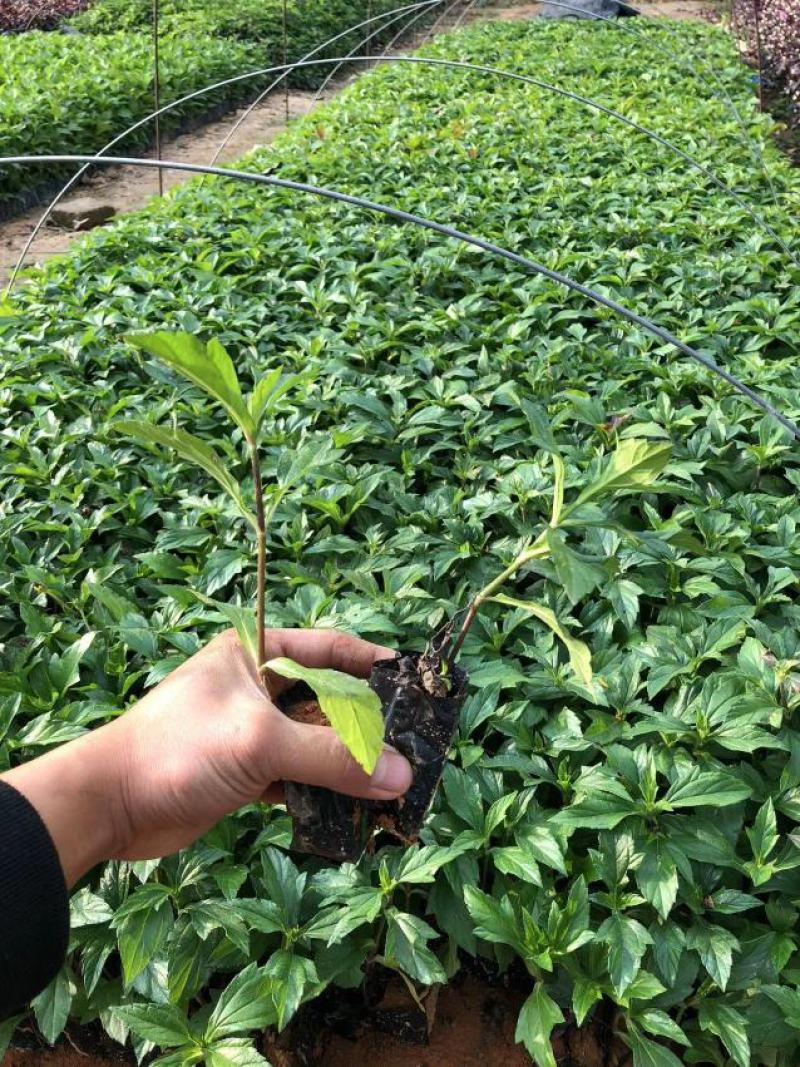 蟛蜞菊福建漳州苗圃批发基地产地直发货量大