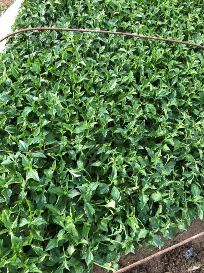 蟛蜞菊福建漳州苗圃批发基地产地直发货量大