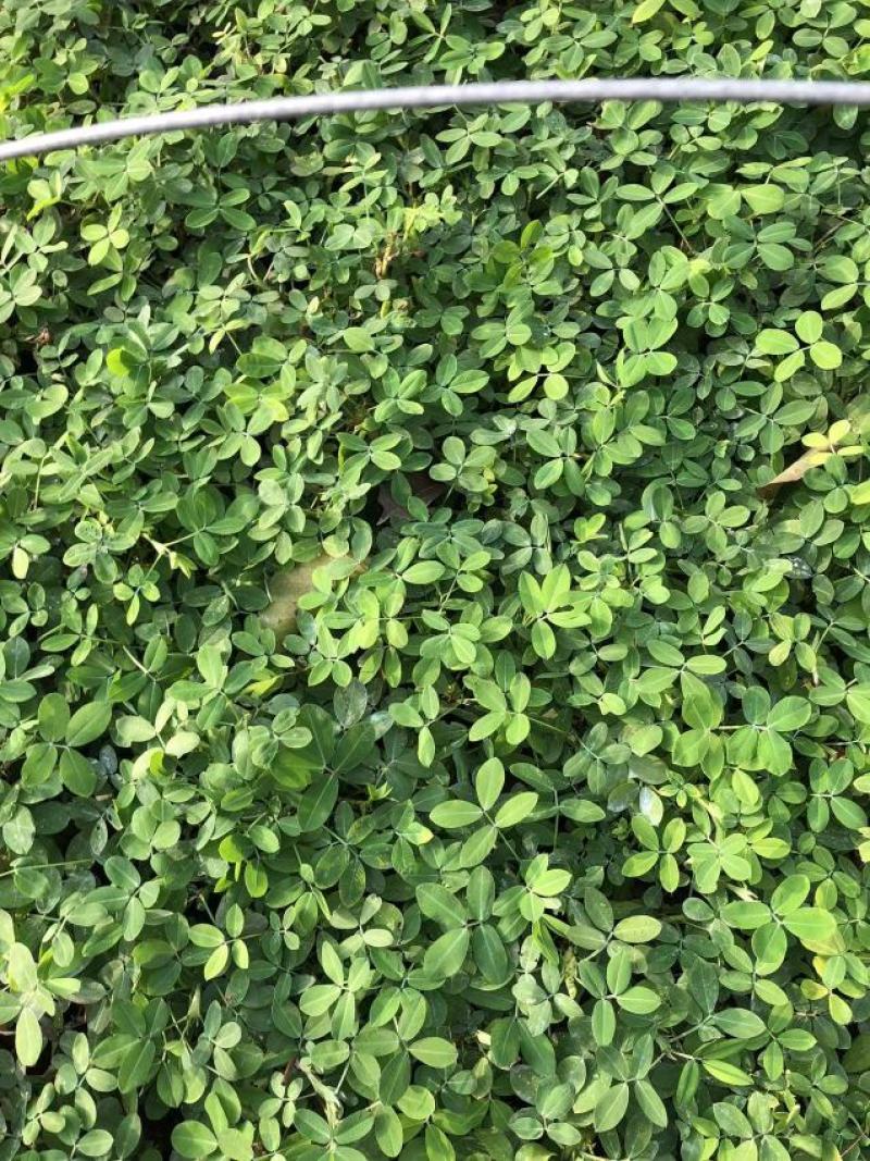 蟛蜞菊福建漳州苗圃批发基地产地直发货量大