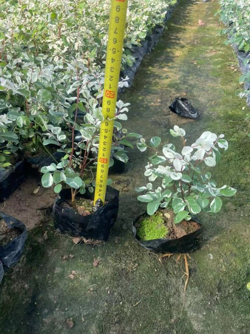 雪花木精品雪花木工程苗批发盆栽花卉批发报价