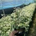 雪花木精品雪花木工程苗批发盆栽花卉批发报价