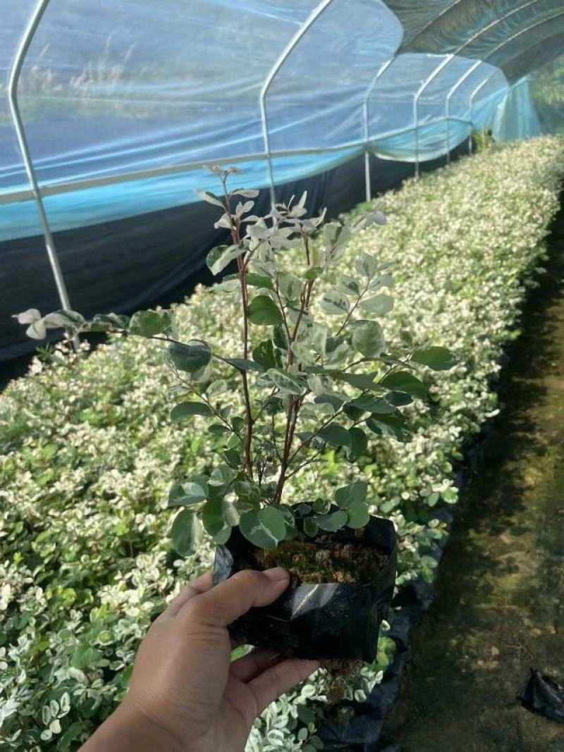 雪花木精品雪花木工程苗批发盆栽花卉批发报价