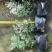 雪花木精品雪花木工程苗批发盆栽花卉批发报价