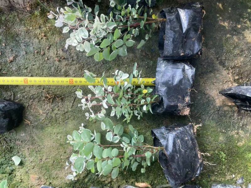 雪花木精品雪花木工程苗批发盆栽花卉批发报价