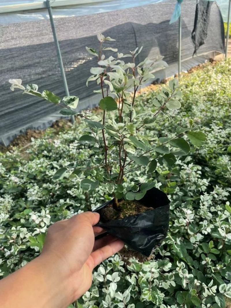 雪花木精品雪花木工程苗批发盆栽花卉批发报价