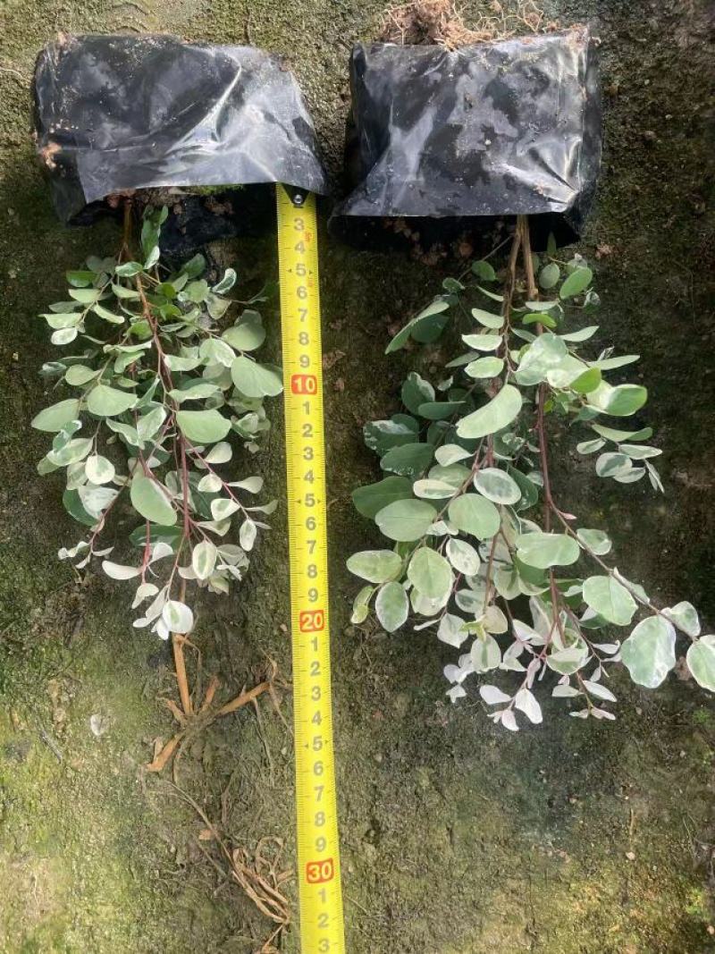 雪花木精品雪花木工程苗批发盆栽花卉批发报价