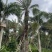 中东海枣银海枣杆高7米的移栽苗假植苗漳州种植基地苗农直销