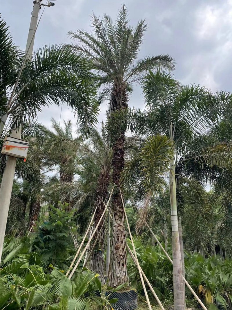 中东海枣银海枣杆高7米的移栽苗假植苗漳州种植基地苗农直销
