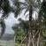 中东海枣银海枣杆高7米的移栽苗假植苗漳州种植基地苗农直销
