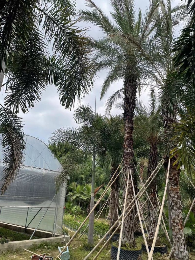 中东海枣银海枣杆高7米的移栽苗假植苗漳州种植基地苗农直销