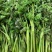 野生猫爪子种子春季庭院种植发芽率高营养丰富东北野菜唐松菜