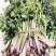 野生猫爪子种子春季庭院种植发芽率高营养丰富东北野菜唐松菜