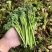 野生猫爪子种子春季庭院种植发芽率高营养丰富东北野菜唐松菜