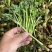 野生猫爪子种子春季庭院种植发芽率高营养丰富东北野菜唐松菜