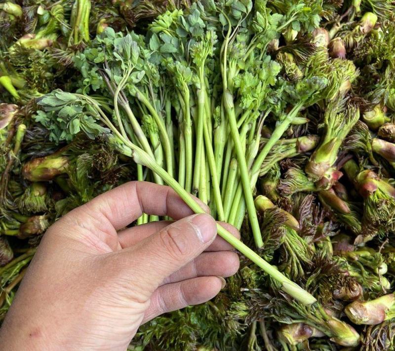 野生猫爪子种子春季庭院种植发芽率高营养丰富东北野菜唐松菜