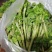 野生猫爪子种子春季庭院种植发芽率高营养丰富东北野菜唐松菜