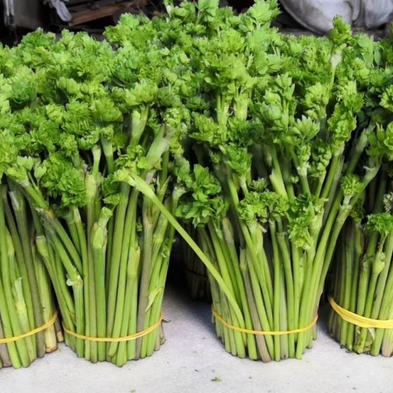 野生猫爪子种子春季庭院种植发芽率高营养丰富东北野菜唐松菜