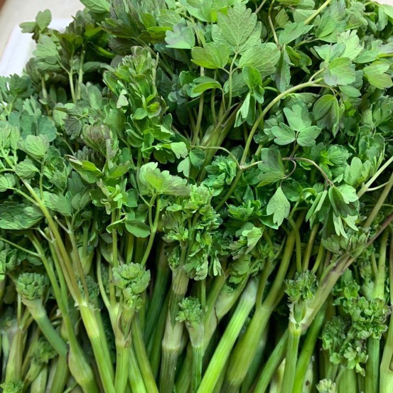 野生猫爪子种子春季庭院种植发芽率高营养丰富东北野菜唐松菜