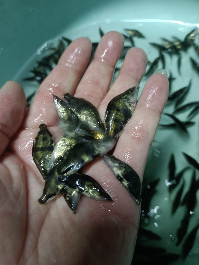 桂花鱼苗，规格齐全，可训料，源头直供，技术支持。