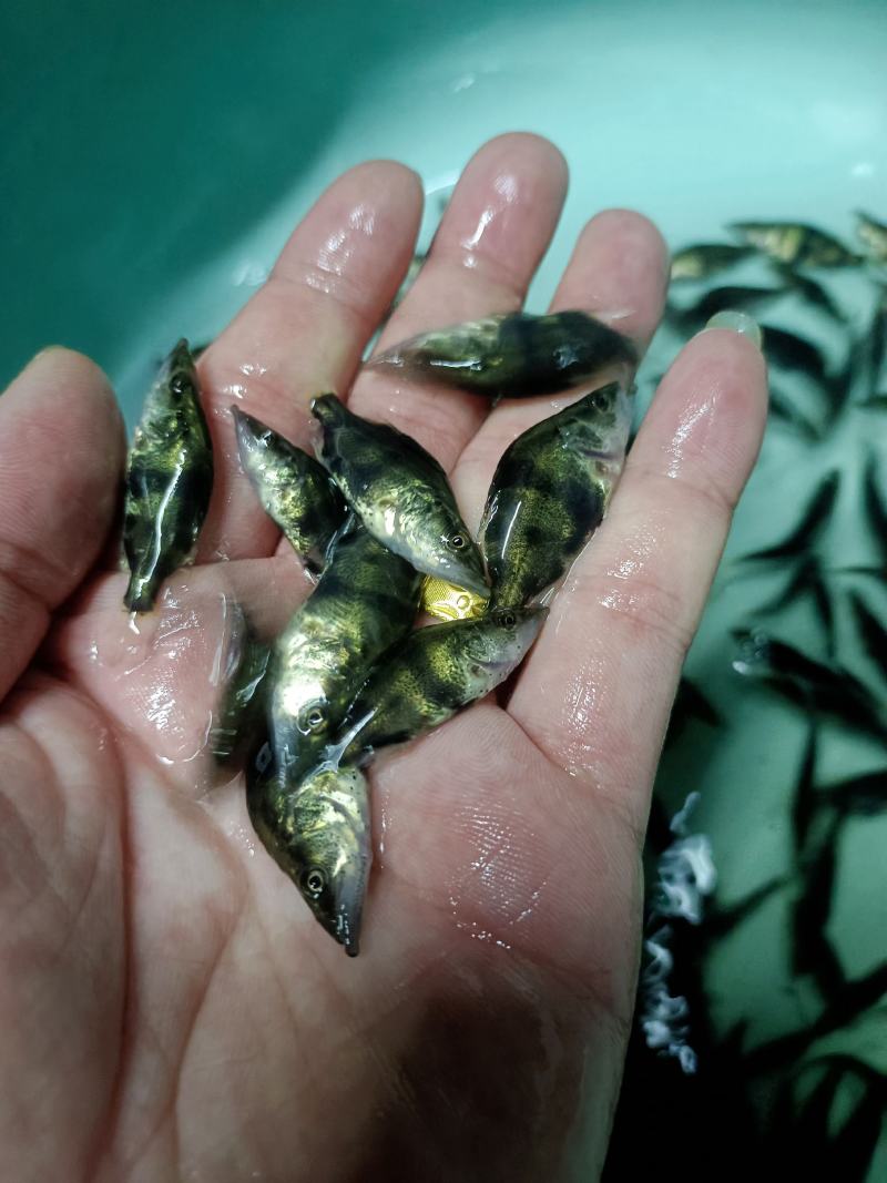 桂花鱼苗，规格齐全，可训料，源头直供，技术支持。